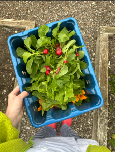 a basket of fresh radishes from the farm