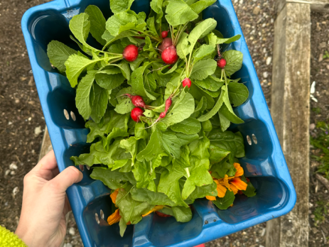 a basket of fresh radishes from the farm