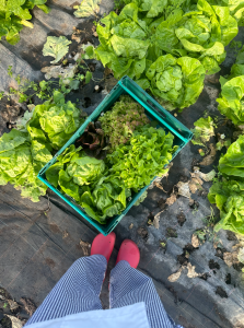 Fresh lettuce from one of our partner farms