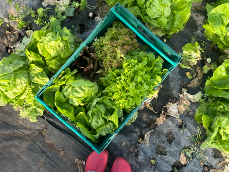 Fresh lettuce from one of our partner farms