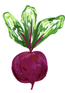 hand drawn beet
